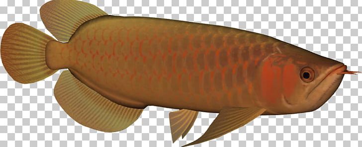 Asian Arowana Freshwater Fish Animal PNG, Clipart, Alligator Gar, Animal, Animal Figure, Arowana, Asian Arowana Free PNG Download