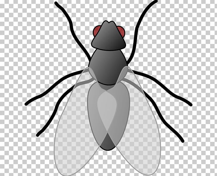 Fly PNG, Clipart, Arthropod, Beetle, Black And White, Cartoon, Clip Art Free PNG Download