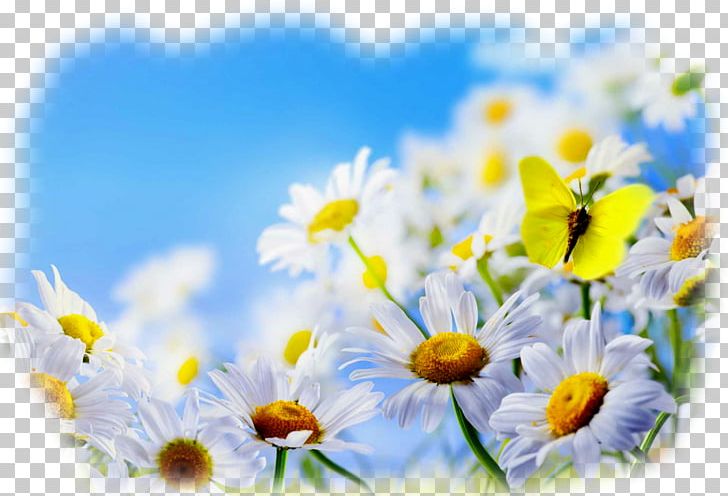 Monarch Butterfly Desktop Flower PNG, Clipart, Blossom, Butterflies And Moths, Butterfly, Camomile, Computer Wallpaper Free PNG Download