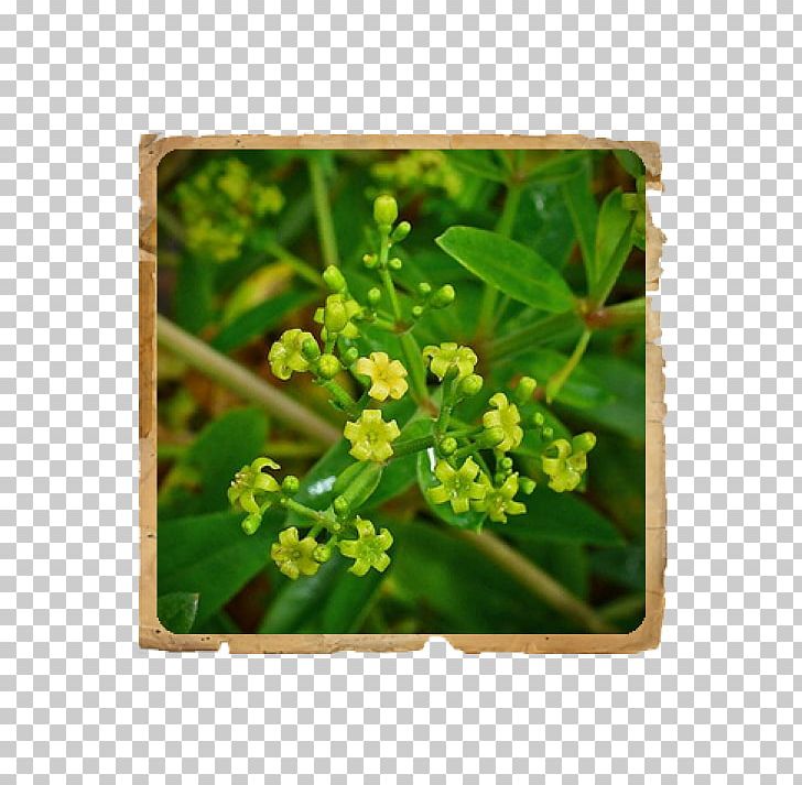 Rubia Tinctorum Plant Rubia Cordifolia Rose Madder Woad PNG, Clipart, Dye, Dyeing, Food Drinks, Herbaceous Plant, Indigofera Tinctoria Free PNG Download