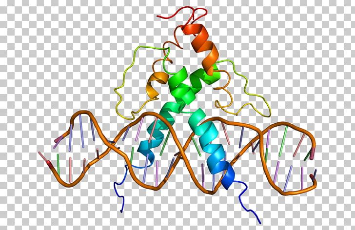 USF1 Basic Helix-loop-helix Transcription Factor Gene USF2 PNG, Clipart, Area, Artwork, Basic Helixloophelix, Dimer, Dna Free PNG Download