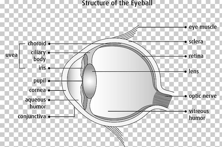 Anatomy Human Eye Physiology Human Body PNG, Clipart, Anatomy, Angle, Black And White, Circle, Conjunctiva Free PNG Download