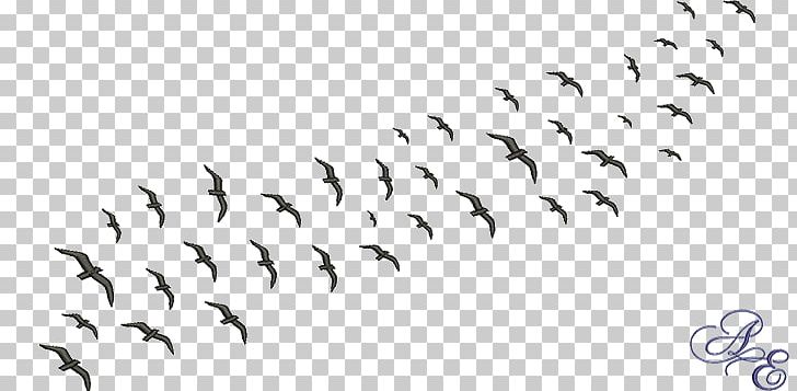 Bird Migration Flock Common Starling Beak PNG, Clipart, All About Birds, Animal Migration, Animals, Beak, Bird Free PNG Download
