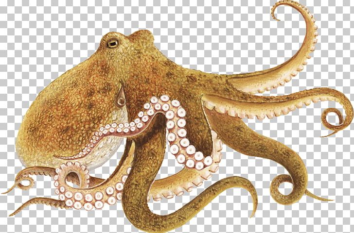 Enteroctopus Dofleini Other Minds: The Octopus And The Evolution Of Intelligent Life PNG, Clipart, Cephalopod, Encapsulated Postscript, Enteroctopus, Image File Formats, Invertebrate Free PNG Download