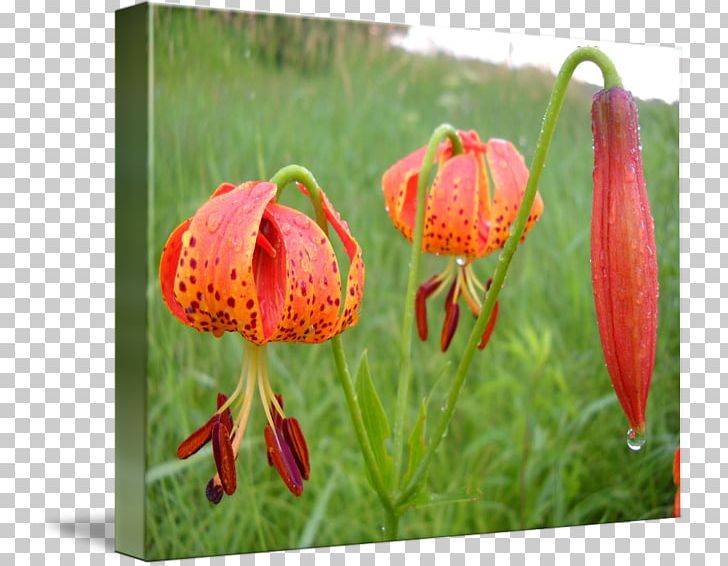 Fritillaries Petal Wildflower PNG, Clipart, Flora, Flower, Flowering Plant, Fritillaria, Fritillaries Free PNG Download