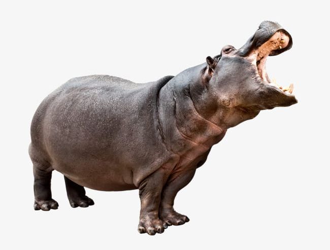 Hippo Animal PNG, Clipart, Animal, Animal Clipart, Animal Themes, Biological, Brown Free PNG Download