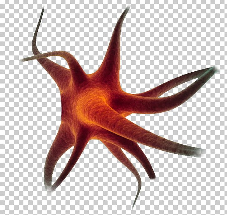 Starfish Neuron Cell Nerve PNG, Clipart, Animals, Animation, Cell, Coub, Echinoderm Free PNG Download