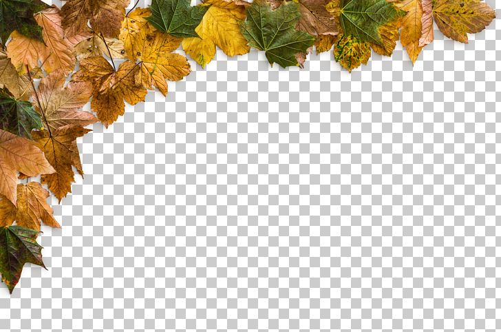 Yellow Maple Leaves PNG, Clipart, Autumn, Autumn Maple Leaves, Blanket, Deciduous, Defoliation Free PNG Download