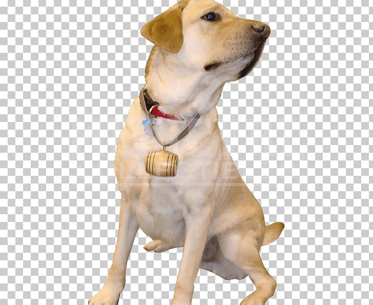 Labrador Retriever Dog Breed Barrel Companion Dog Dog Collar PNG, Clipart, Barrel, Breed, Bung, Carnivoran, Collar Free PNG Download