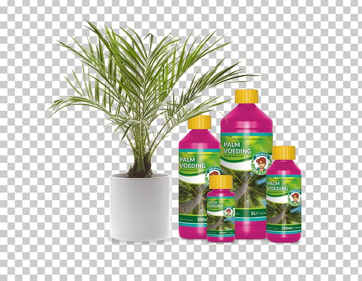 Sago Palm Houseplant Garden Tree Bonsai PNG, Clipart,  Free PNG Download