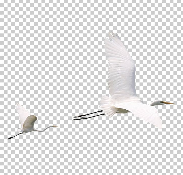 Beak Water Bird Crane Egret PNG, Clipart, Animals, Beak, Bird, Crane, Crane Like Bird Free PNG Download