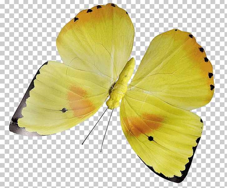 Butterfly Yellow Insect Flower Pollinator PNG, Clipart, Arthropod, Brush Footed Butterfly, Butterflies And Moths, Butterfly, Color Free PNG Download