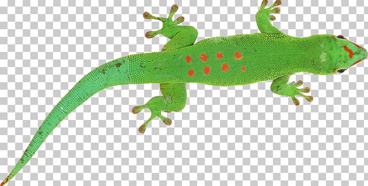 Lizard Chameleons PNG, Clipart, Amphibian, Animals, Chameleons, Common House Gecko, Digital Image Free PNG Download