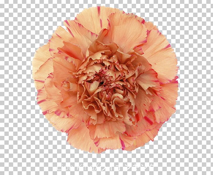 Carnation Cut Flowers China Pink Plant Stem PNG, Clipart, Carnation, Color, Cut Flowers, Everlasting Flowers, Flower Free PNG Download