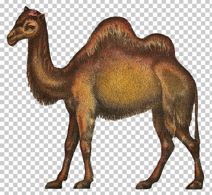 Dromedary Circus Camel PNG, Clipart, Animal, Animals, Arabian Camel, Bear, Camel Free PNG Download