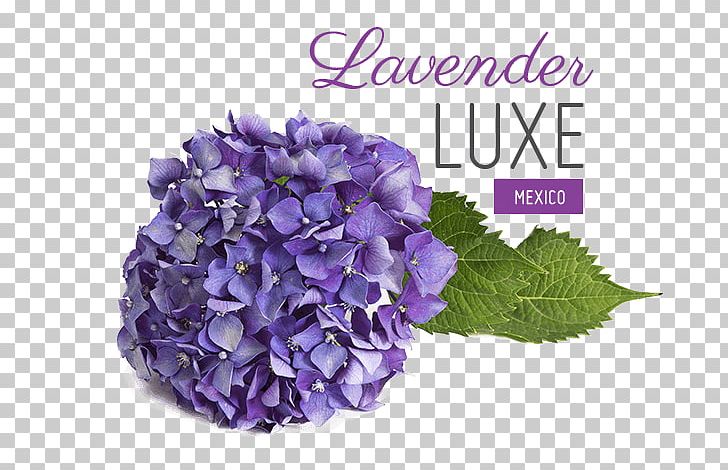 Hydrangea Lavender Lilac Violet Purple PNG, Clipart, Chiavari Chair, Color, Cornales, Cut Flowers, Flower Free PNG Download