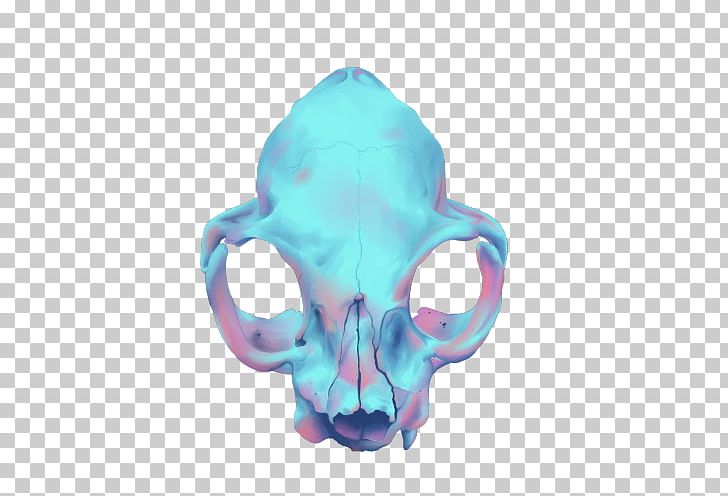Skull Human Skeleton World Wide Web Consortium Head PNG, Clipart, Bone, Cat, Cat Ears, Document Type Declaration, Document Type Definition Free PNG Download