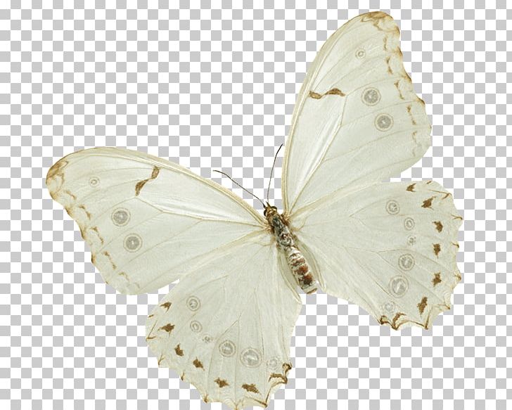 Butterfly Insect PNG, Clipart, 4images, Aglais Io, Arthropod, Butterflies And Moths, Butterfly Free PNG Download