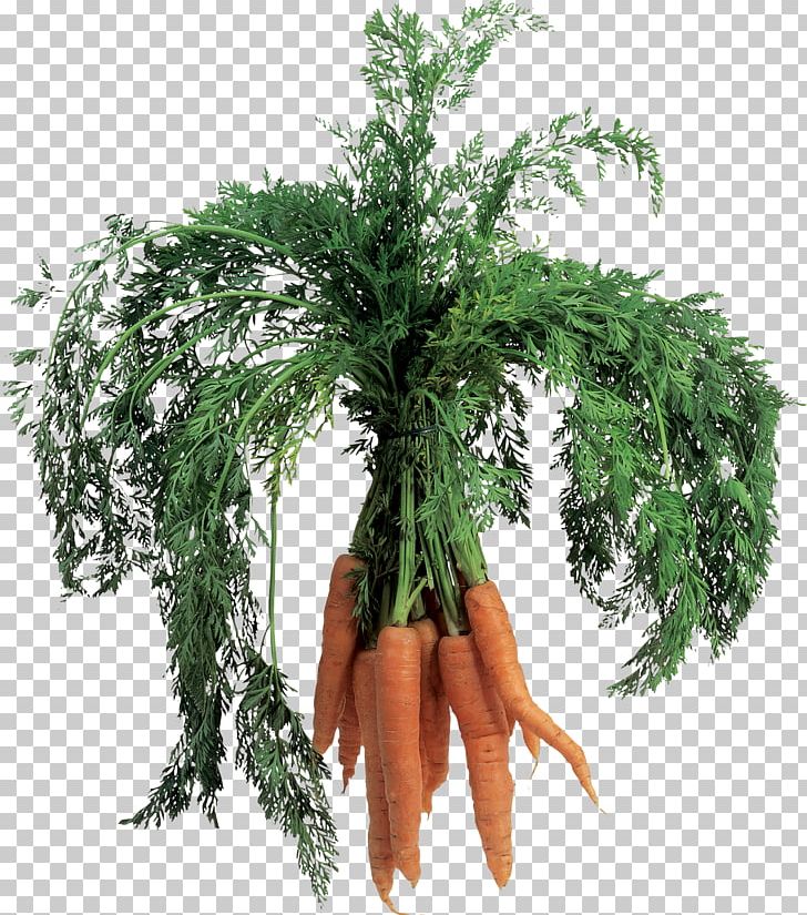 Carrot PNG, Clipart, Carrot Free PNG Download