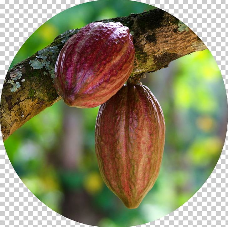 Cocoa Bean Cargill Chocolate Agriculture Cocoa Solids PNG, Clipart, Agriculture, Bud, Cacao, Cargill, Chocolate Free PNG Download