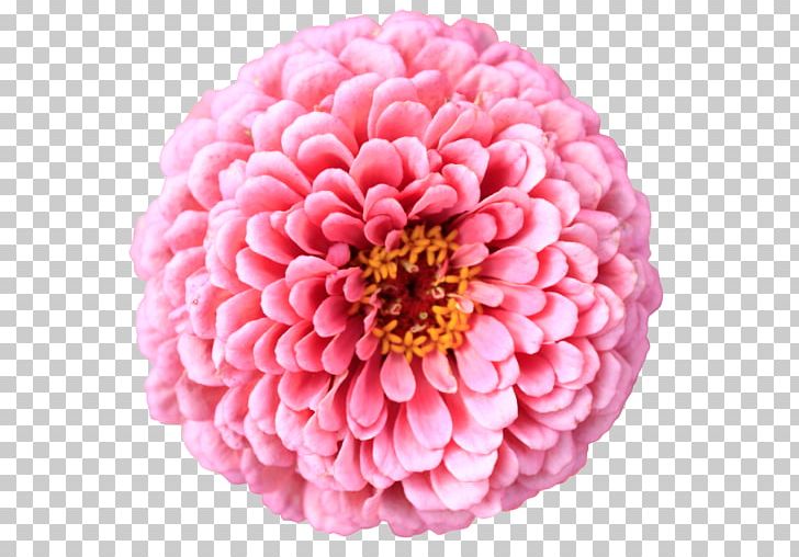 Flower Chrysanthemum Desktop Petal PNG, Clipart, Chrysanthemum, Chrysanths, Clip Art, Color, Common Daisy Free PNG Download