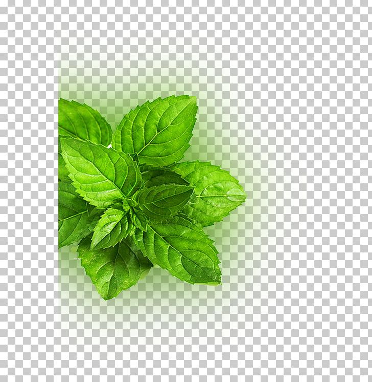 Peppermint Mentha Spicata Leaf Green Herb PNG, Clipart, Autumn Leaves, Banana Leaves, Basil, Fall Leaves, Flavor Free PNG Download