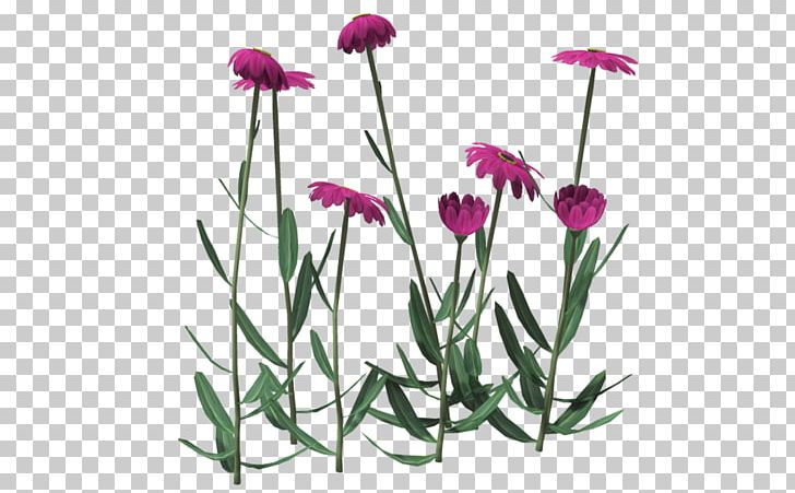 Poser Rendering Cut Flowers Plant PNG, Clipart, Carnation, Cut Flowers, Deviantart, Dianthus, Download Free PNG Download
