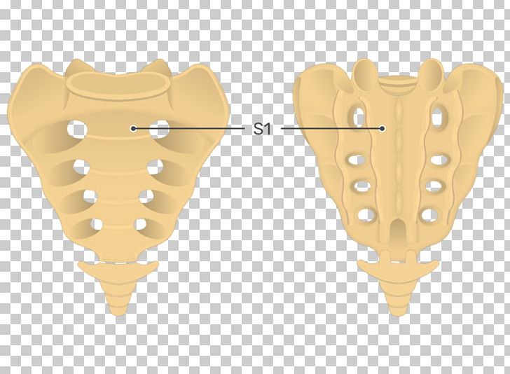 Sacrum Coccyx Vertebral Column Anatomy PNG, Clipart, Anatomy, Bone, Cervical Vertebrae, Coccyx, Human Body Free PNG Download