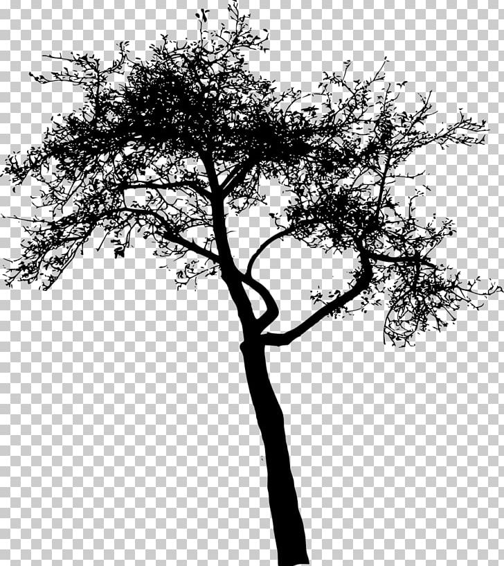 Twig Tree Sticker PNG, Clipart, Austral Pacific Energy Png Limited, Black And White, Branch, Desktop Wallpaper, Monochrome Photography Free PNG Download