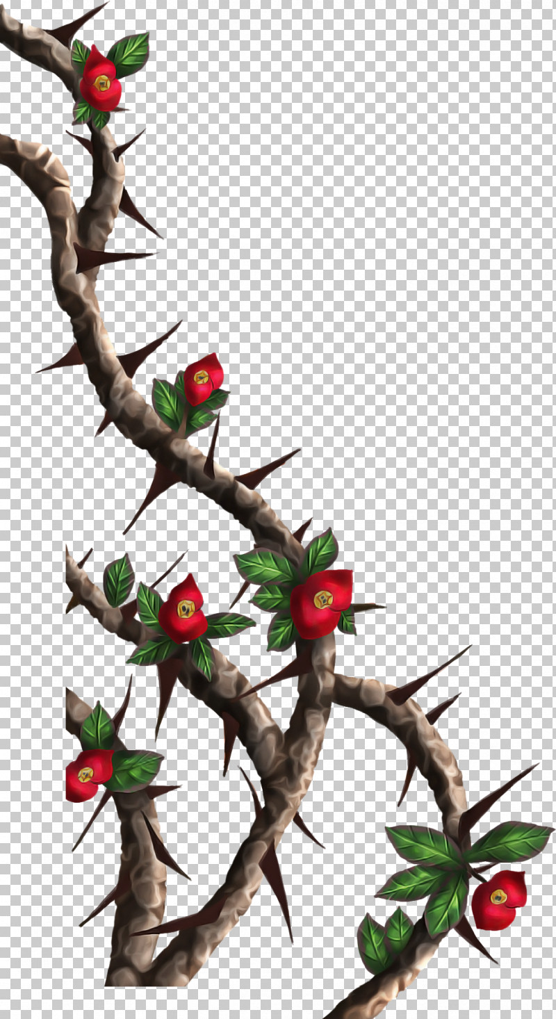 Holly PNG, Clipart, Branch, Flower, Hawthorn, Holly, Plant Free PNG Download