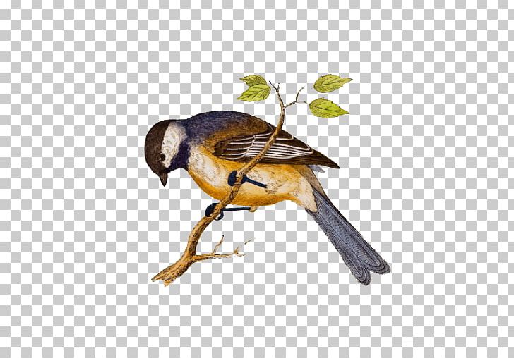 Bird Porcelain Tile Ceramic Clay PNG, Clipart, American Sparrows, Animals, Beak, Bird, Birdcage Free PNG Download