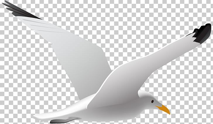 Gulls Bird PNG, Clipart, Albatross, Animals, Beak, Bird, Charadriiformes Free PNG Download