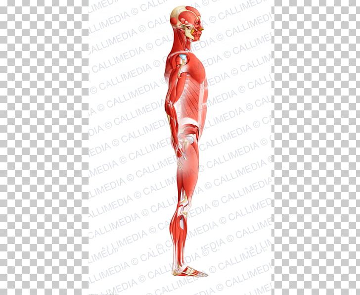Muscle Human Body Anatomy Muscular System PNG, Clipart,  Free PNG Download