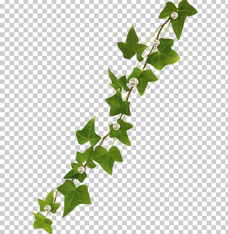 Vine Common Ivy Virginia Creeper PNG, Clipart, Branch, Common Ivy, Flower, Flowering Plant, Ivy Free PNG Download
