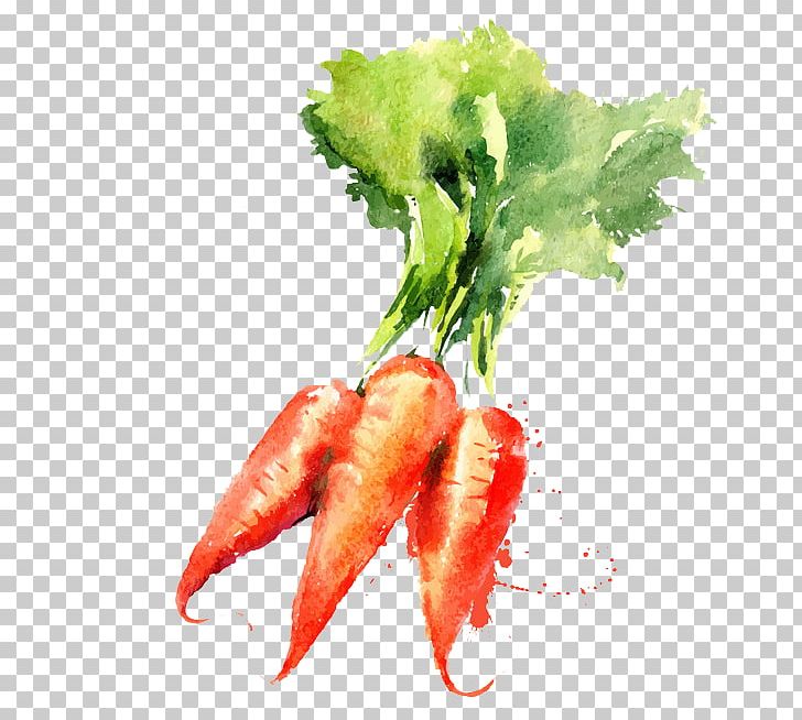 Watercolor Painting Vegetable Drawing Carrot PNG, Clipart, Animal Source Foods, Cartoon, Creative Painting, Diet Food, Food Free PNG Download