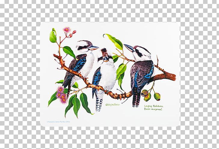 Bird Australia Kookaburra Parrot Koala PNG, Clipart, Animal, Animals, Australia, Australian Parrots, Beak Free PNG Download