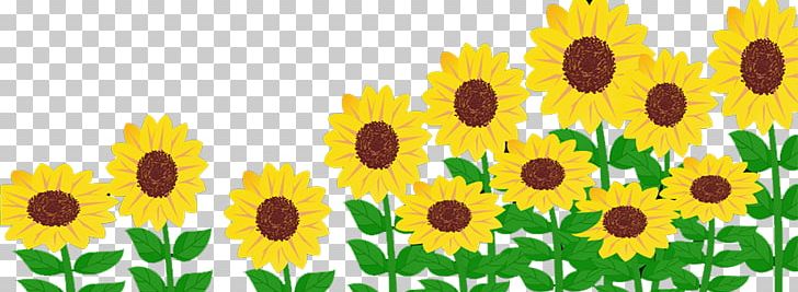 Common Sunflower Solar Energy Generating Systems Solar Power PNG, Clipart, Adobe Flash Player, Daisy Family, Electricity, Flower, Flowers Free PNG Download