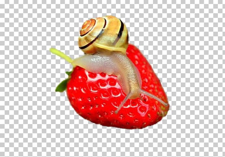 Snail Slime Gastropod Shell Fruit Mollusc Shell PNG, Clipart, 4k Resolution, Animal, Animals, Food, Fruit Free PNG Download