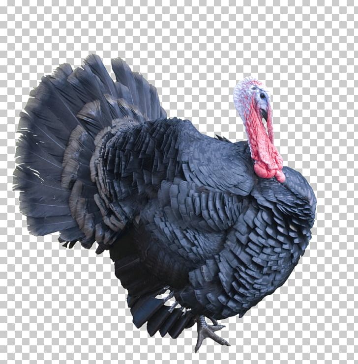 Turkey Portable Network Graphics Computer Icons PNG, Clipart, Beak, Bird, Computer Icons, Domesticated Turkey, Download Free PNG Download