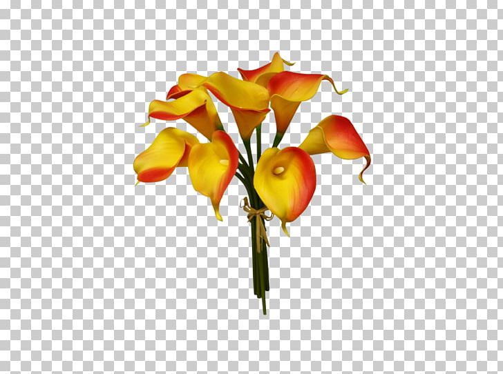 Arum-lily Cut Flowers Floral Design Plant PNG, Clipart, Artificial Flower, Arum Lily, Arumlily, Branch, Calla Lily Free PNG Download