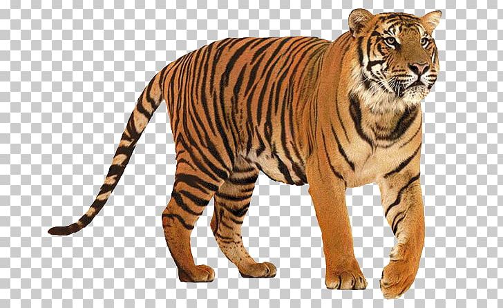 Lion Big Cat Siberian Tiger Felidae PNG, Clipart, Animal, Animal Figure, Animals, Bengal Tiger, Big Cat Free PNG Download