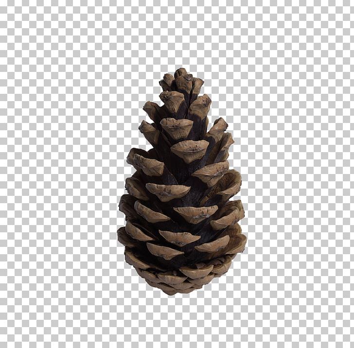 Pine Conifer Cone Tree Fir PNG, Clipart, Boxelder Bug, Boxelder Maple, Cedar, Cedar Oil, Cone Free PNG Download