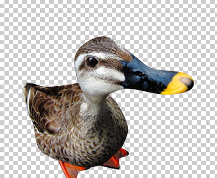 Duck PNG, Clipart, Animals, Beak, Bird, Brown, Card Free PNG Download
