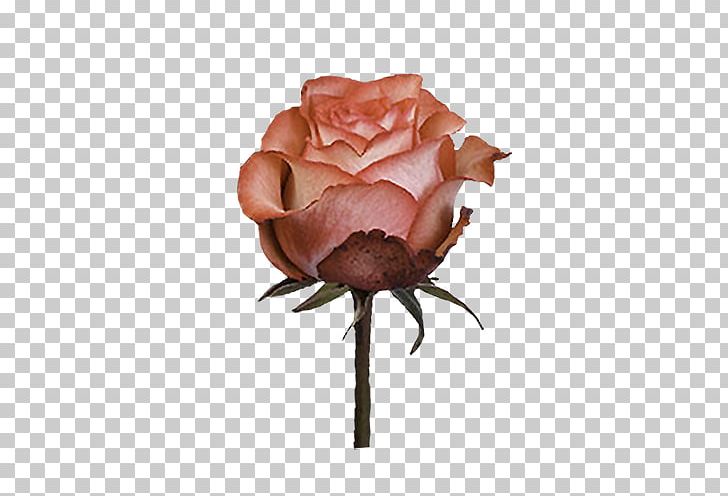 Garden Roses Cabbage Rose Common Iguanas Pink Cut Flowers PNG, Clipart, Bud, Carpe Diem, Common Iguanas, Cut Flowers, Flower Free PNG Download