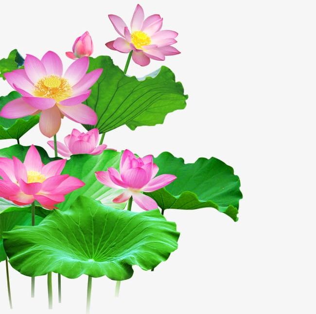 Lotus PNG, Clipart, Chinese, Chinese Style, Leaf, Lotus, Lotus Clipart Free PNG Download