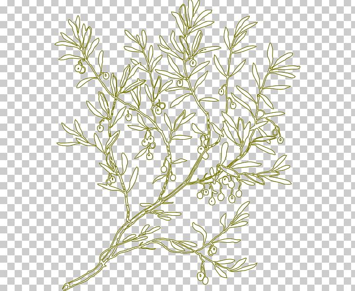 Olive PNG, Clipart, Branch, Computer Icons, Flora, Flower, Flowering Plant Free PNG Download