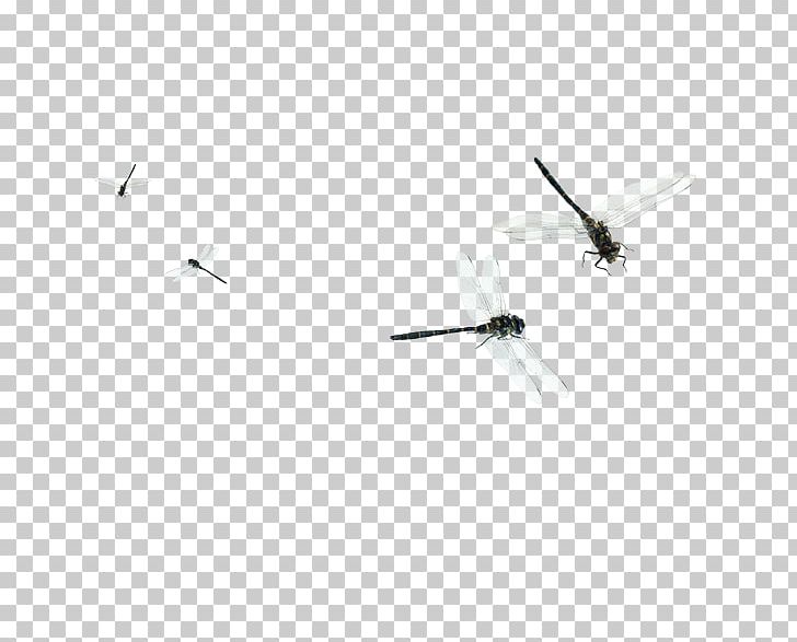 Dragonfly Flight Euclidean PNG, Clipart, Angle, Bird, Black And White, Cartoon Dragonfly, Download Free PNG Download