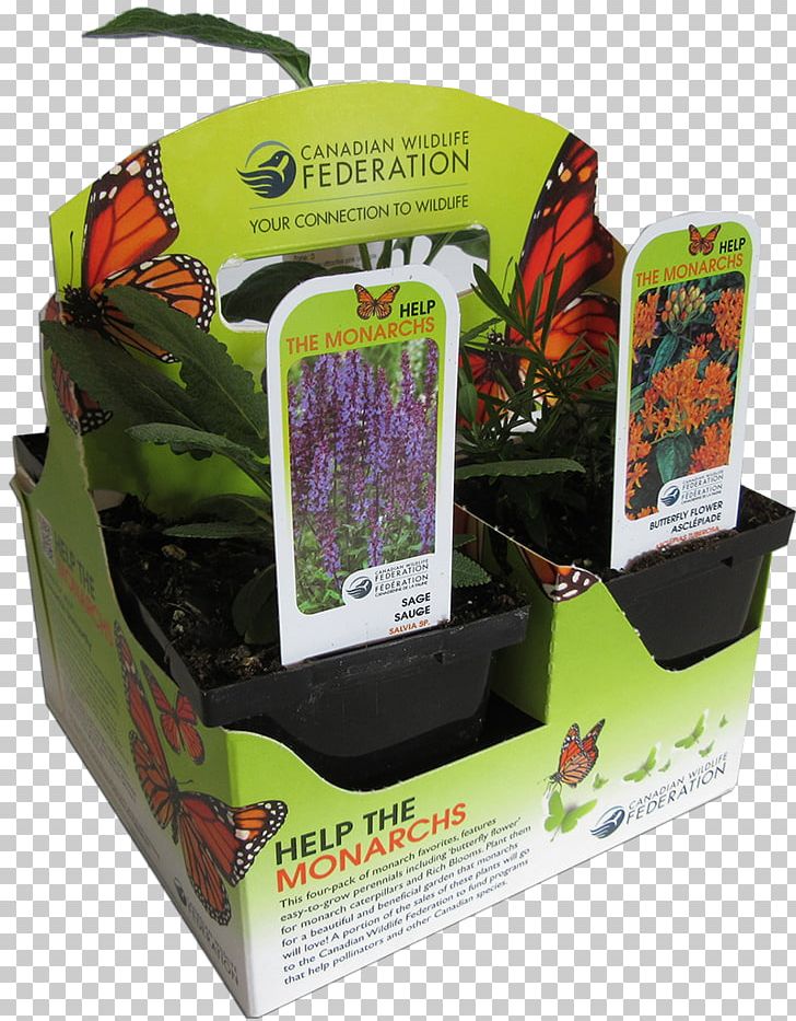 Pollinator Butterfly Plantation Tea PNG, Clipart, Butterfly, Canadian Wildlife Federation, Coneflower, Flora, Food Free PNG Download