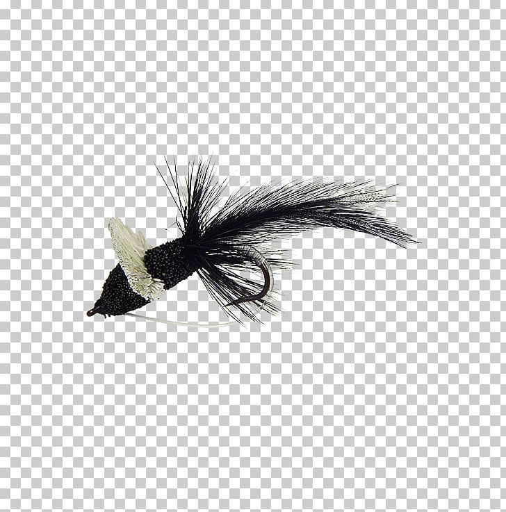 Holly Flies Insect Fly Light PNG, Clipart, Animals, Black, Donkey Stone, Egg, Fly Free PNG Download