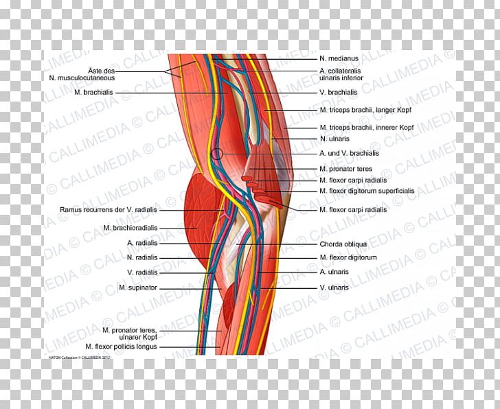 Shoulder Elbow Muscle Nerve Blood Vessel PNG, Clipart, Abdomen, Anatomy, Angle, Arm, Blood Vessel Free PNG Download